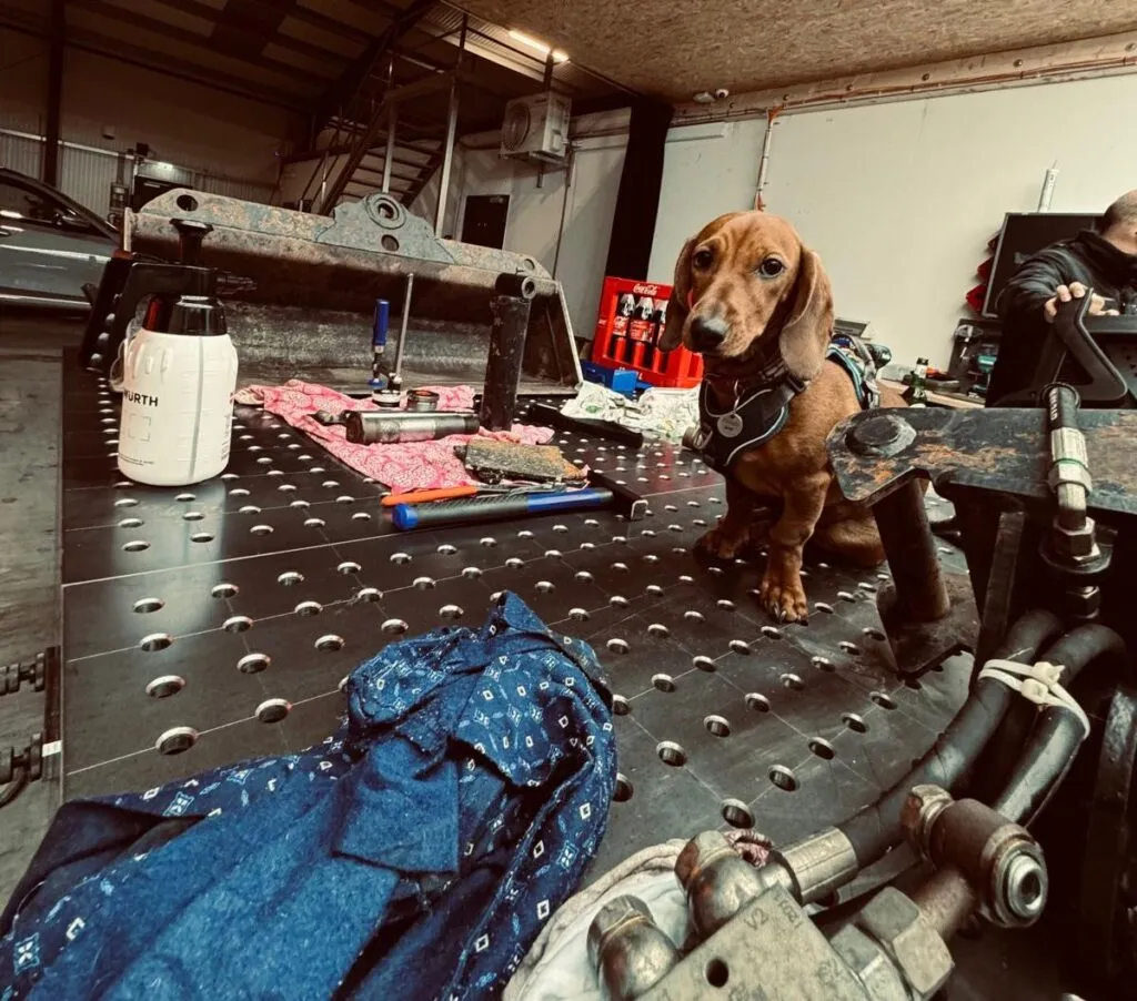 Frieda, der Bürohund von JE Rent & Service, auf der Werkbank