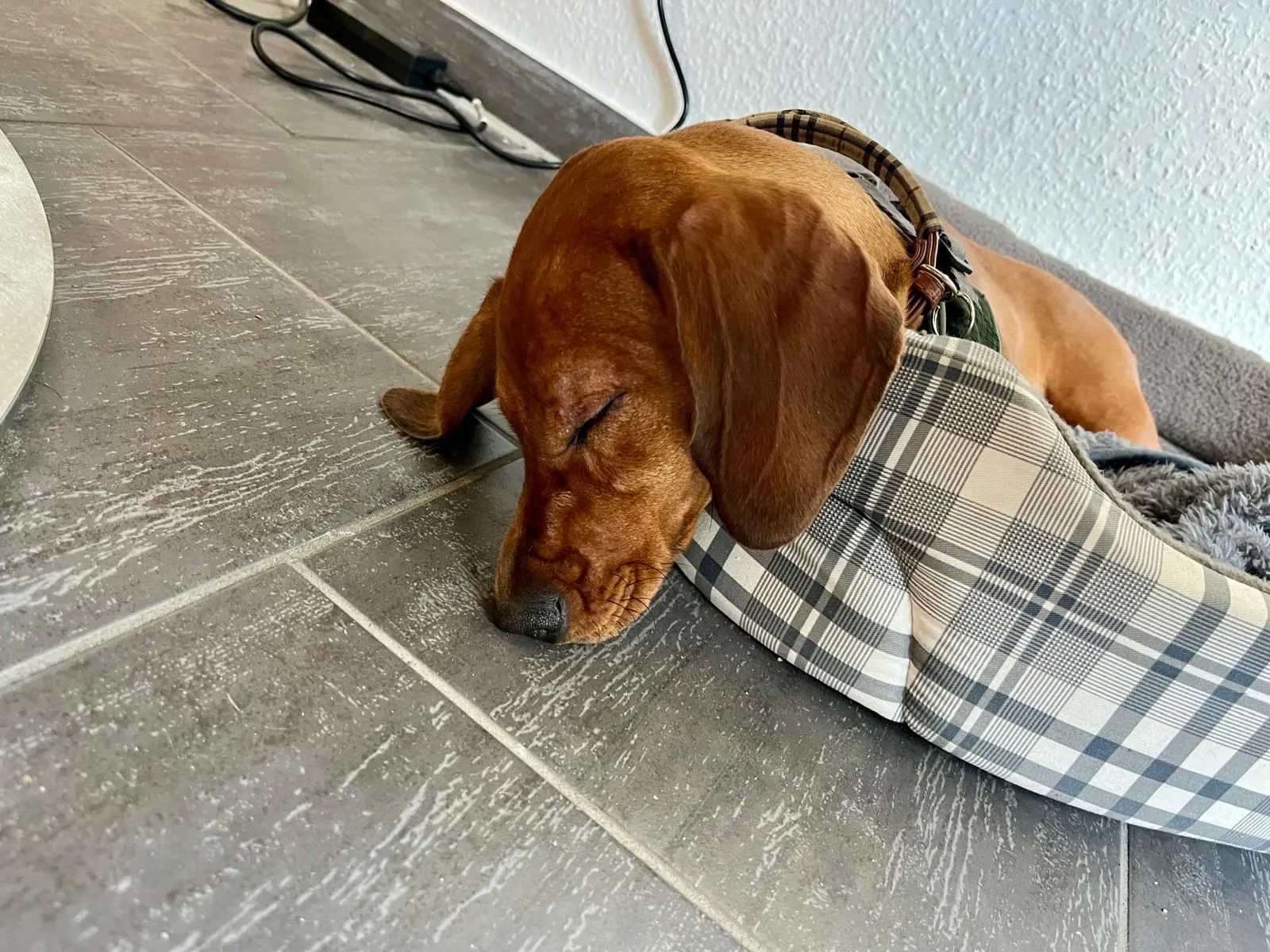 Frieda, der Bürohund von JE Rent & Service, beim Ausruhen