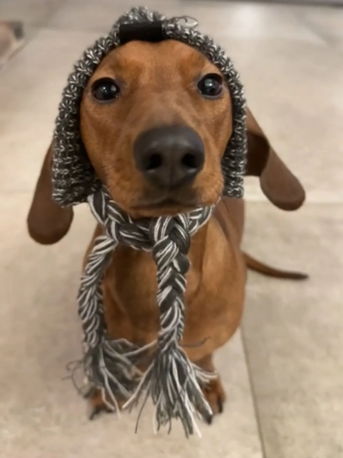 Frieda, der Dackel von JE Rent & Service, mit Halstuch